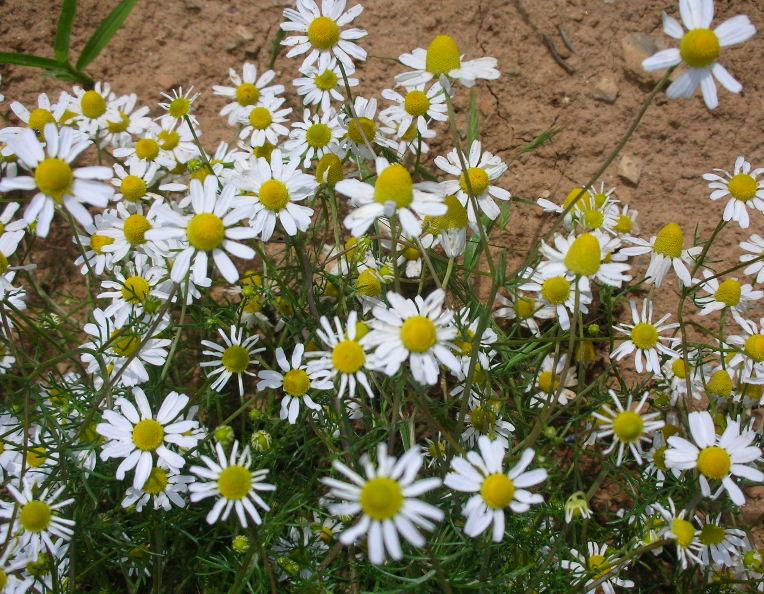 Matricaria chamomilla / Camomilla comune